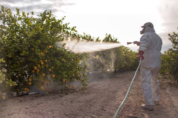 Best Termite Control Services  in Bossier City, LA