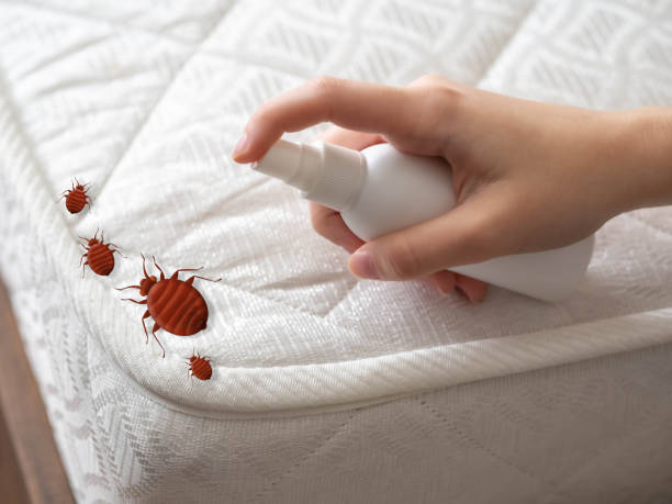 Professional Pest Control in Bossier City, LA