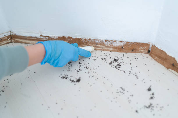 Best Residential Pest Control  in Bossier City, LA